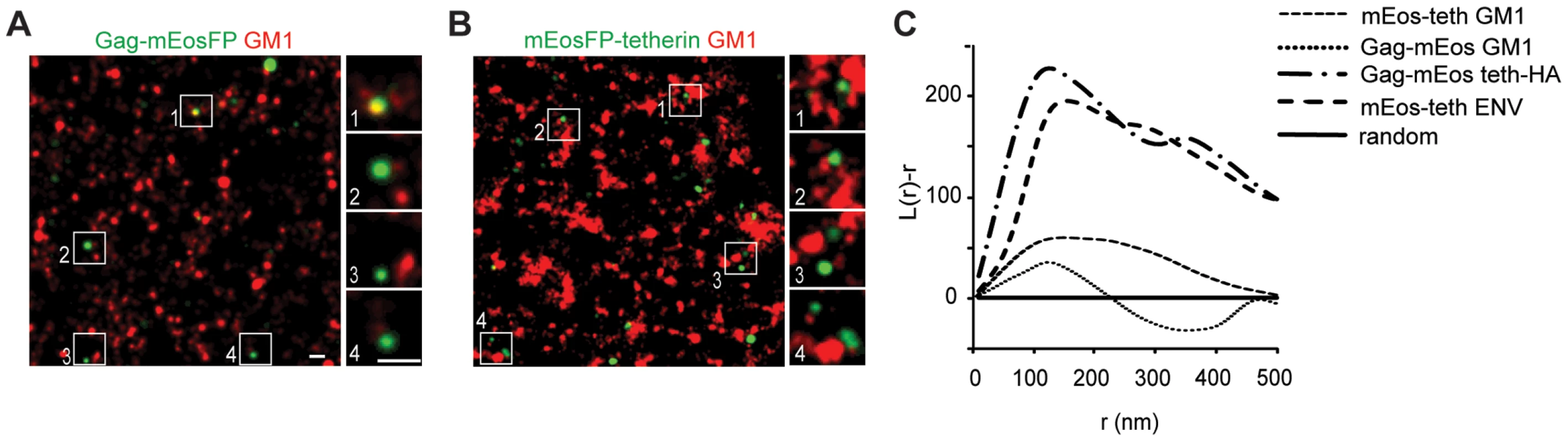 Tetherin domains and HIV-1 budding sites do not overlap with GM1 containing lipid rafts.