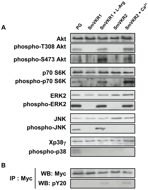 Analysis of signaling pathways triggered by SmVKR activation in <i>Xenopus</i> oocytes.