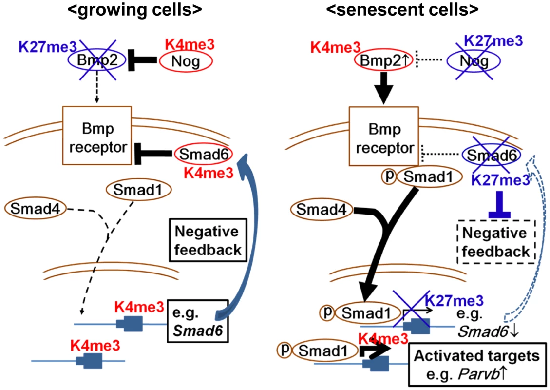 Schema of epigenetic regulation of Bmp2/Smad1 signal.