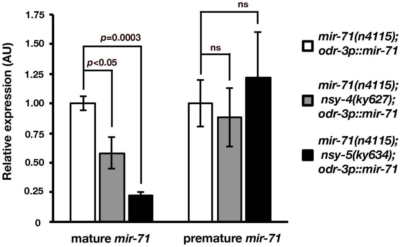 Mature <i>mir-71</i> level is decreased in <i>nsy-4</i> and <i>nsy-5</i> mutants.