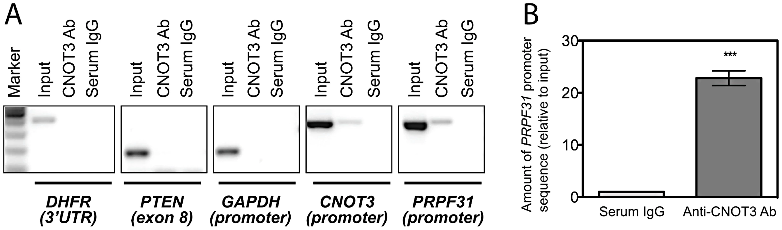 CNOT3 binds to the <i>PRPF31</i> promoter in cells.