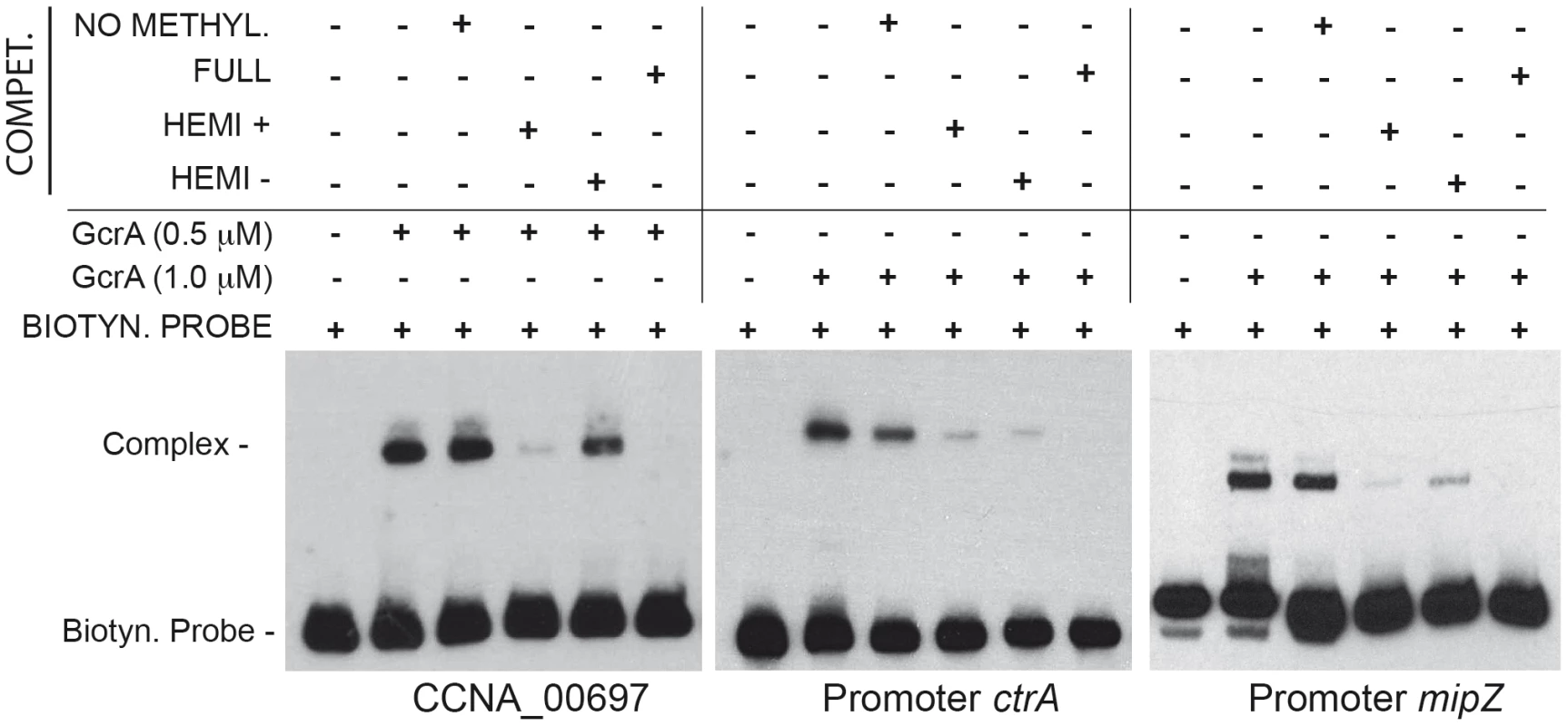 GcrA DNA binding depends on CcrM methylation state.