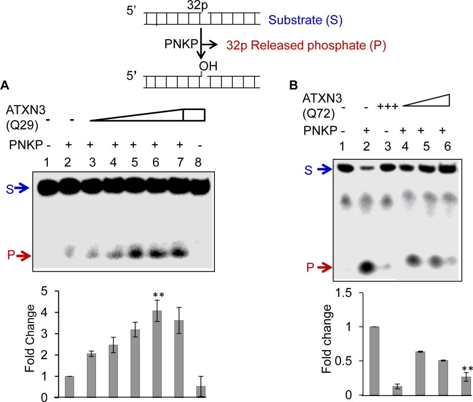 Effect of WT (Q29) or mutant (Q72) ATXN3 on PNKP’s 3’-phosphatase activity.