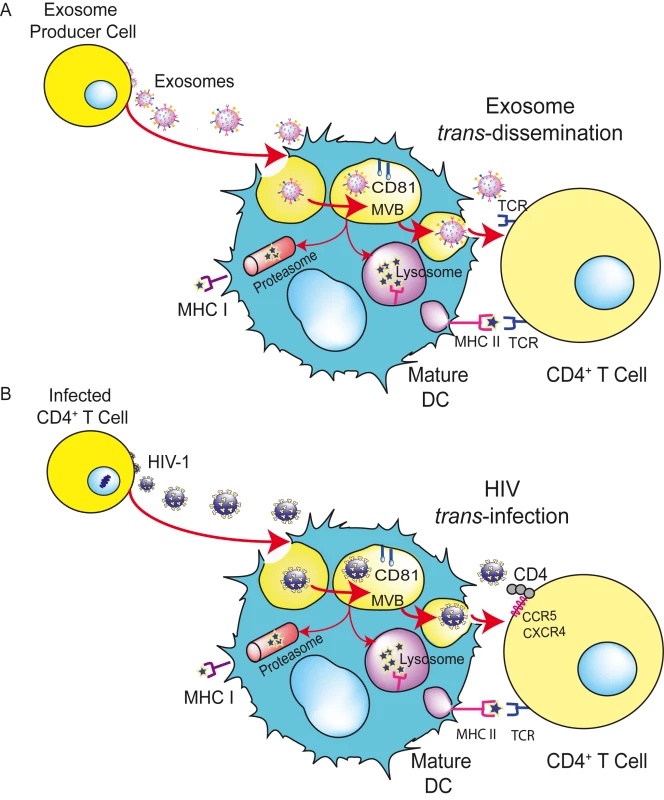 HIV can exploit a preexisting exosome <i>trans</i>-dissemination pathway intrinsic to mDCs, allowing the final <i>trans</i>-infection of CD4<sup>+</sup> T cells.