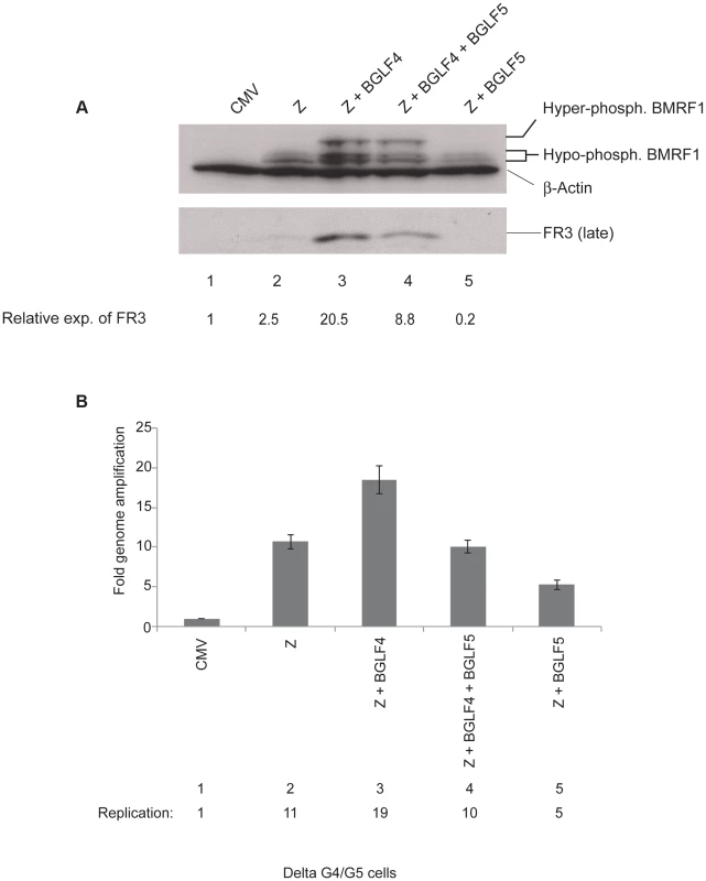 BGLF4 markedly enhances expression of the BFRF3 late protein.