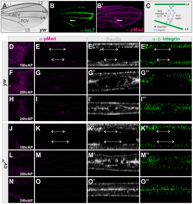 BMP signaling is required for PCV morphogenesis.