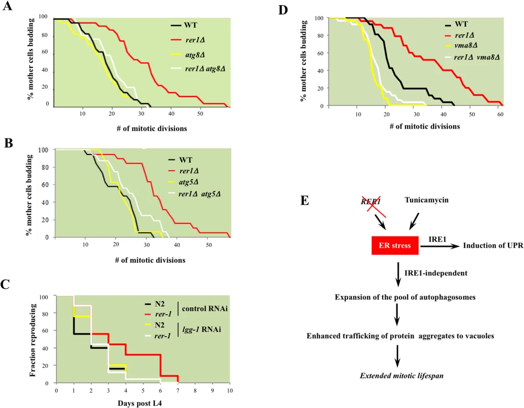 The requirement for intact cellular catabolism in extension of lifespan in yeast and worm <i>rer1</i> mutants.