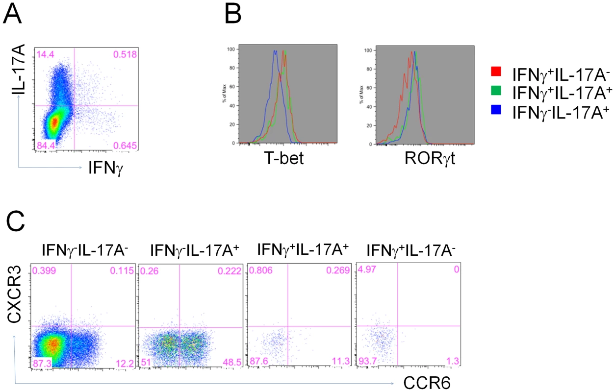Heterogeneous expression of CCR6 on vaccine primed Th17 cells.