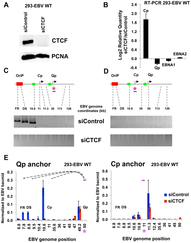 CTCF siRNA depletion disrupts chromatin architecture of EBV.