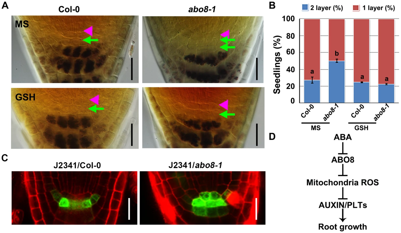 <i>abo8</i> mutation delays the distal stem cell (DSC) differentiation.