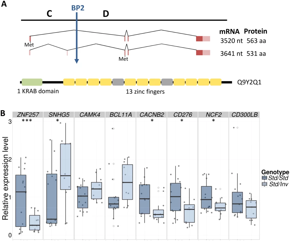 <i>ZNF257</i> gene structure and expression changes in inversion carriers.