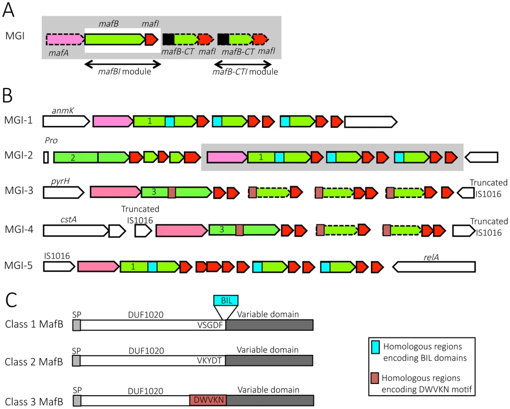 Organization and location of <i>maf</i> genomic islands in pathogenic <i>Neisseria</i> species.