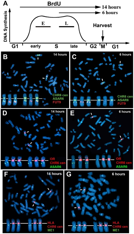 Coordinated asynchronous replication timing on chromosome 6.