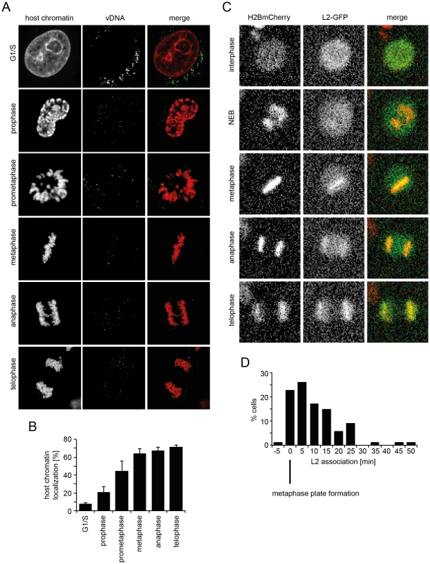 vDNA and L2-GFP associate with mitotic chromosomes.