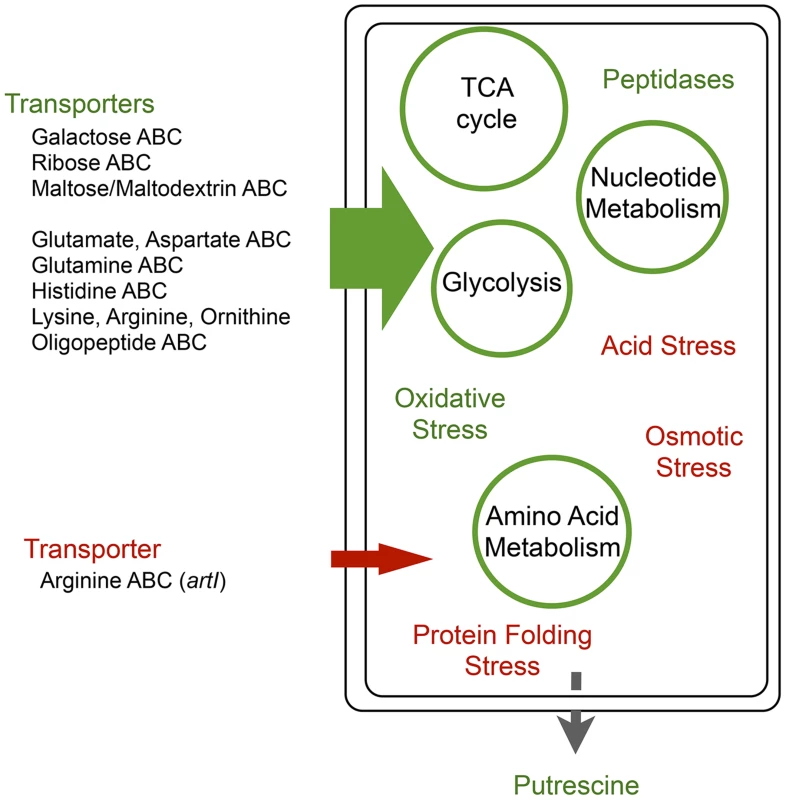 Global regulators <i>arcA</i> and <i>rpoS</i> provide a comprehensive metabolic shift during adaptation that circumvents epistatic bottlenecks.
