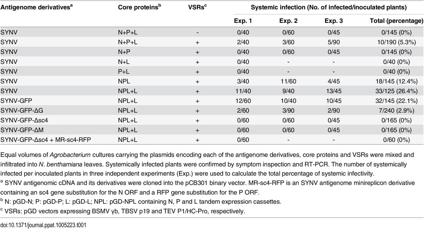 Systemic infection rates of SYNV antigenomic cDNA and derivatives in <i>Nicotiana benthamiana</i> supported by various combinations of core proteins and viral suppressors of RNA silencing (VSRs).