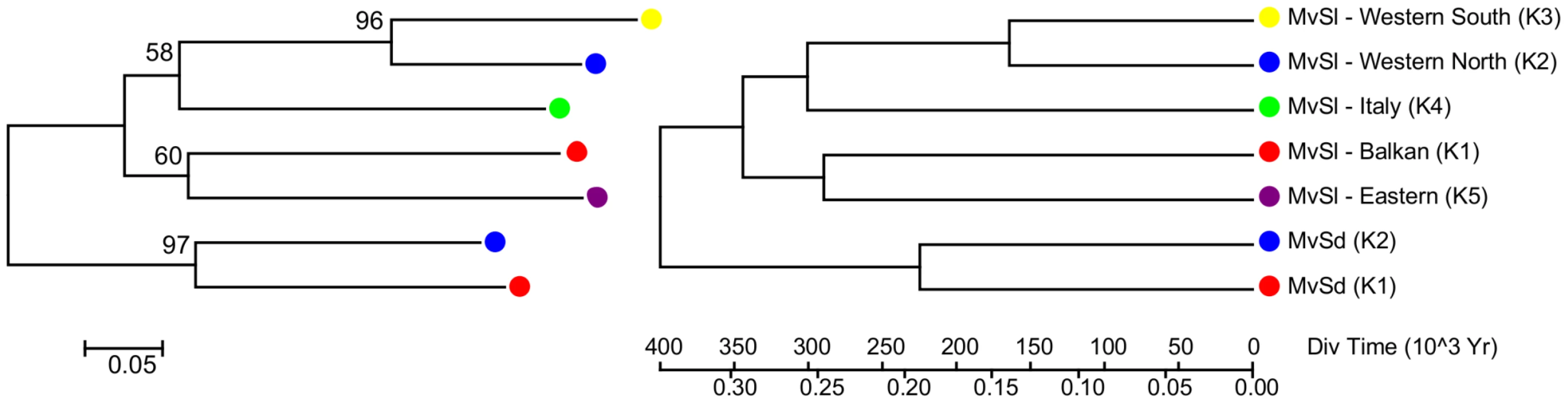 Microsatellite distance-based Neighbour-Joining trees on intraspecific clusters for both <i>Microbotryum lychnidis-dioicae</i> (MvSl) and <i>M. silenes-dioicae</i> (MvSd).