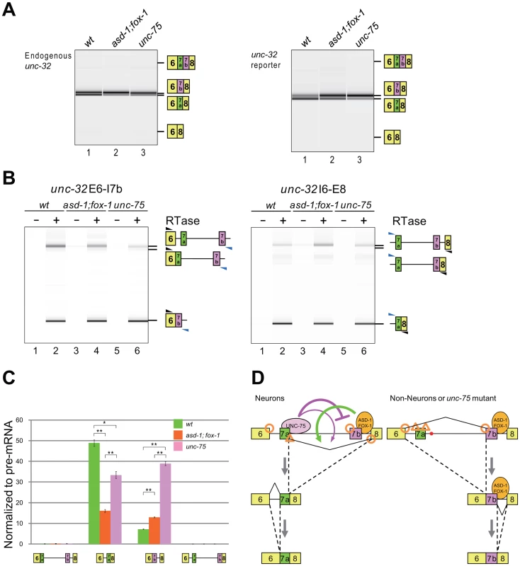 The RBFOX family and UNC-75 differentially regulate the intron excision from the <i>unc-32</i> pre-mRNA.