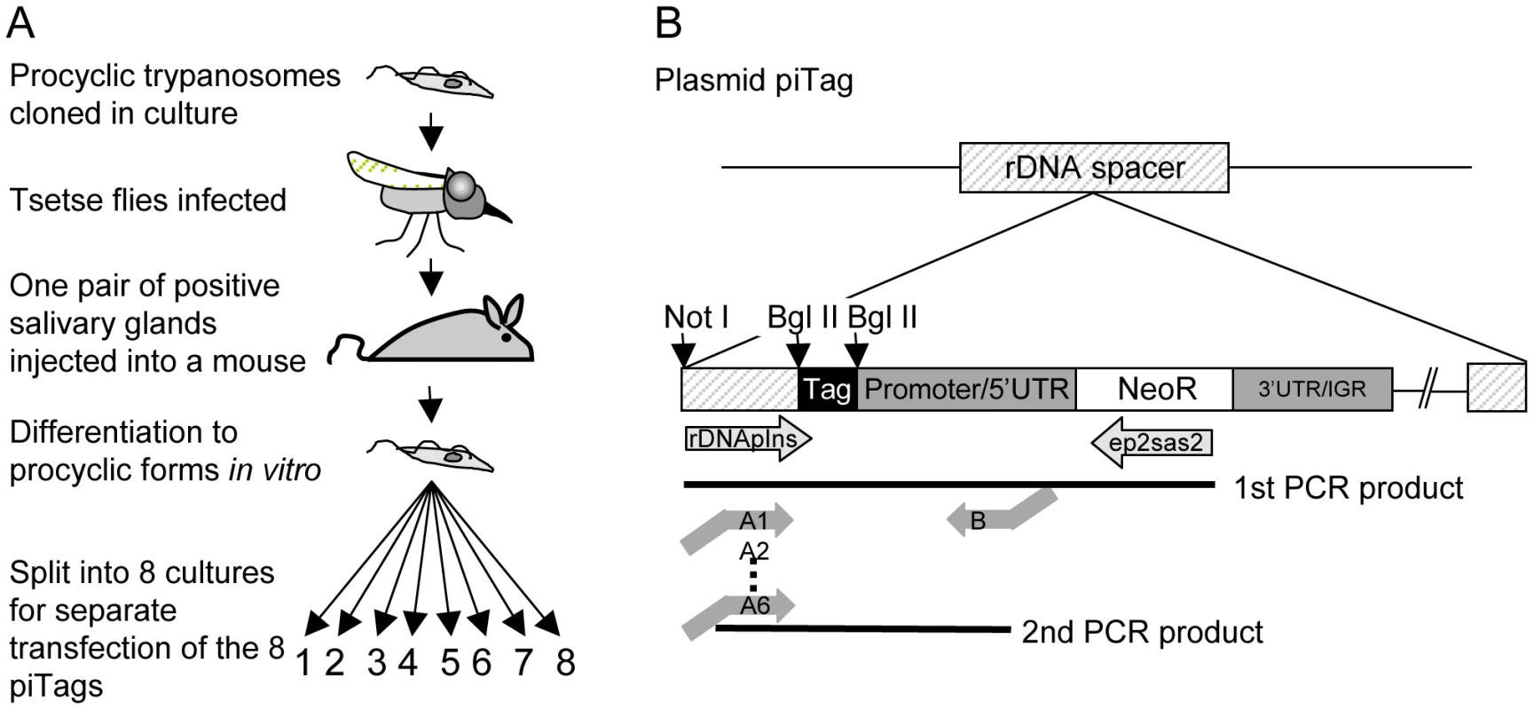 Cloning procedure and generation of tagged trypanosomes.