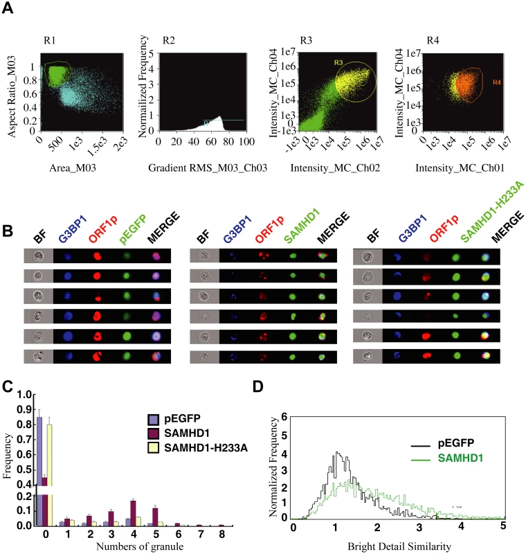 ImageStream flow cytometry was utilized to monitor the formation of stress granules and co-localization of SAMDH1 and ORF1p.