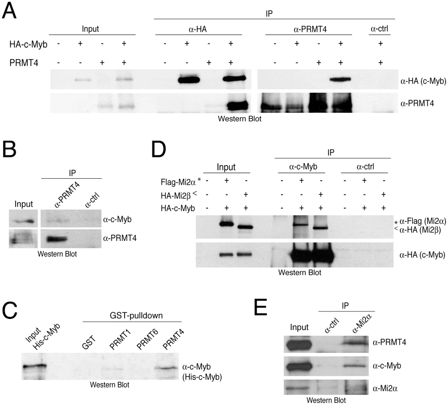 PRMT4 and Mi2 interact with the transcription factor c-Myb.