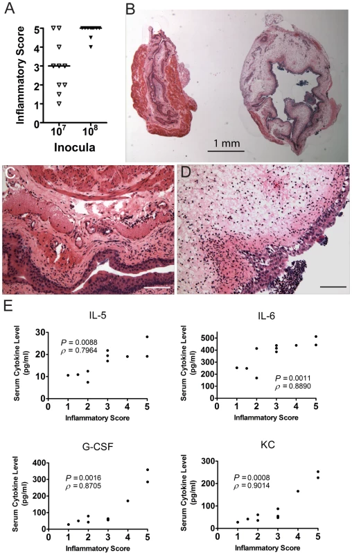 C3H/HeN mice that develop chronic cystitis have severe bladder inflammation at 24 hpi.