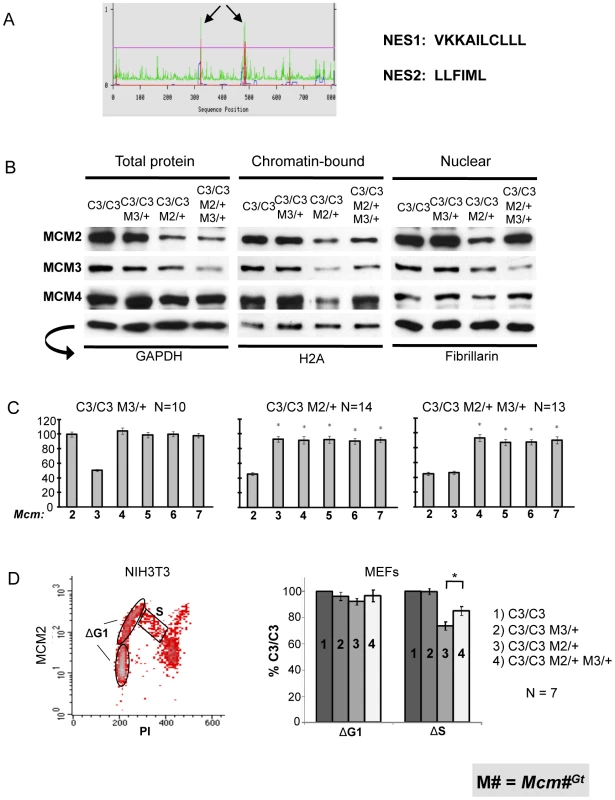 MCM3 regulates nuclear and chromatin-bound MCM levels.