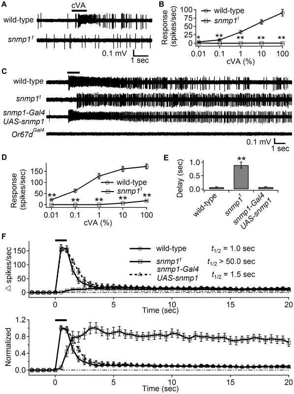 High cVA levels elicited weak responses in <i>snmp1<sup>1</sup></i>, which displayed slow activation and deactivation kinetics.