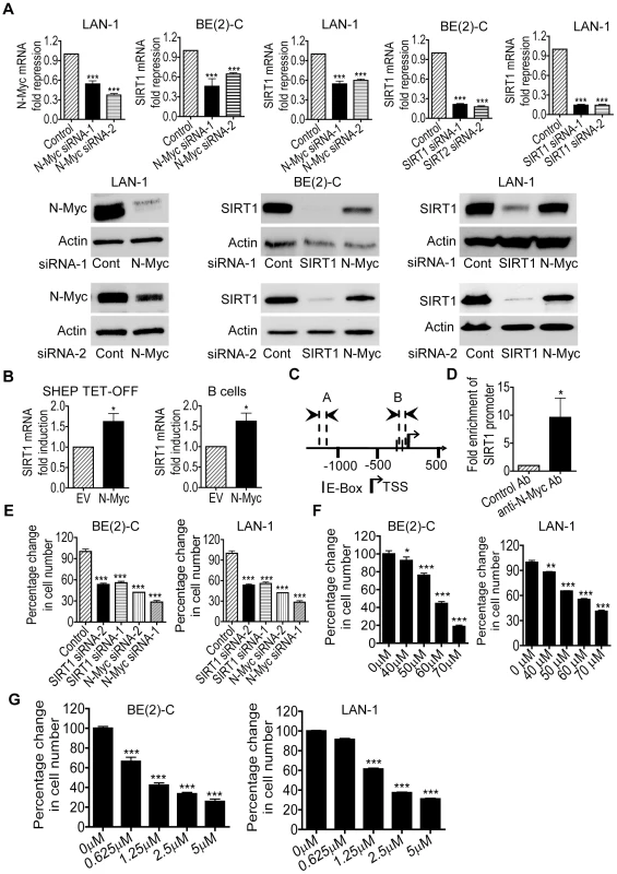 Transcriptional up-regulation of SIRT1 promotes neuroblastoma cell proliferation.