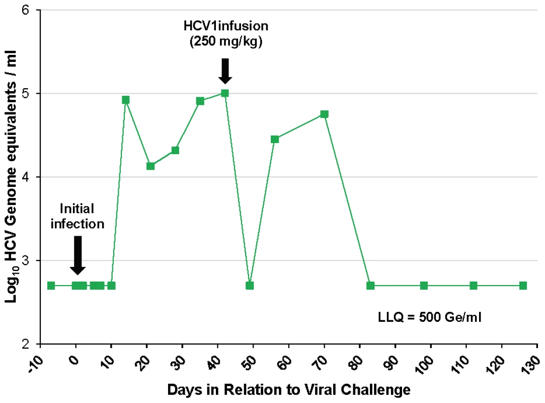 HCV1 reduces viral load to below the limit of quantification in an acutely-infected chimpanzee.