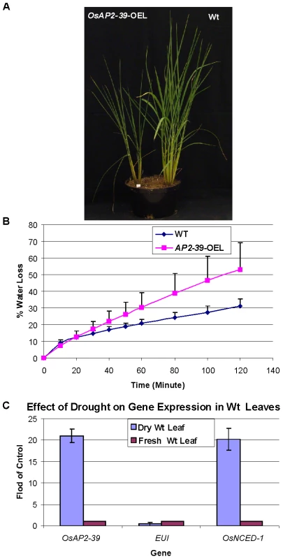 The <i>OsAP2-39</i> does not increase drought tolerance in rice.