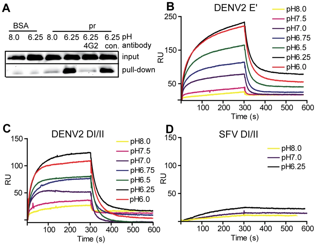 Pr peptide binds DENV E proteins in a pH-dependent manner.