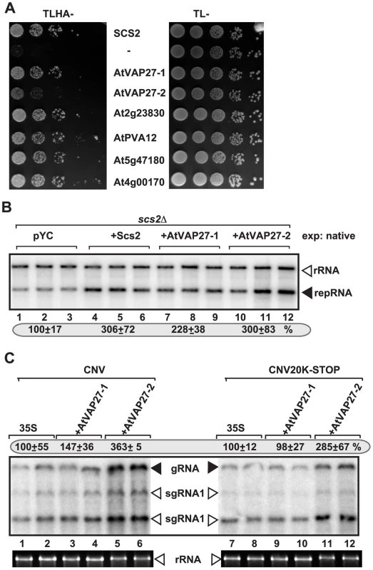 Six <i>Arabidopsis</i> VAP proteins interact with the TBSV p33 replication protein in yeast.