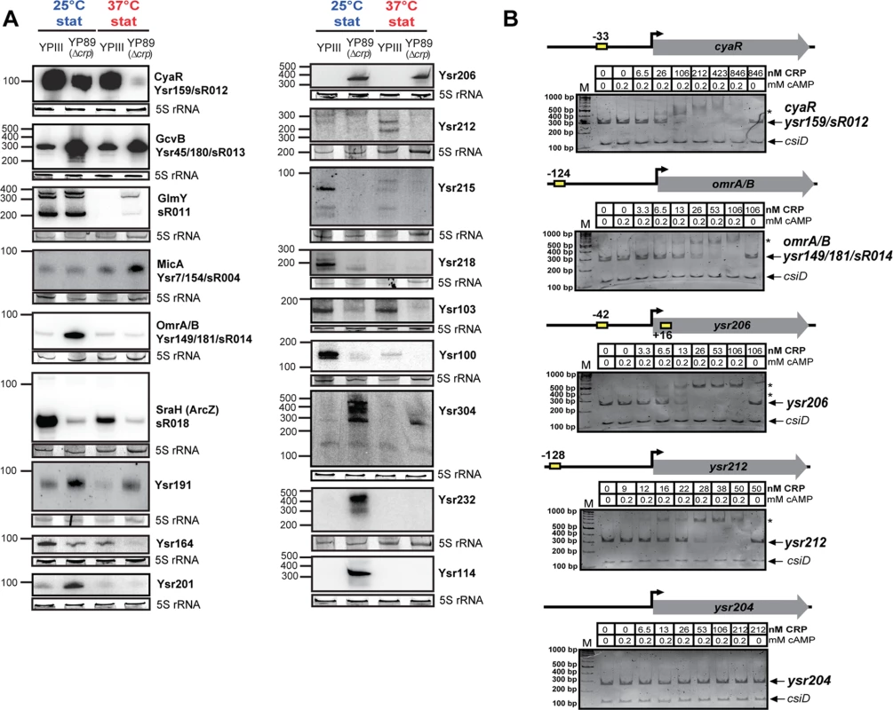 CRP-dependent non-coding RNAs of <i>Y. pseudotuberculosis</i>.