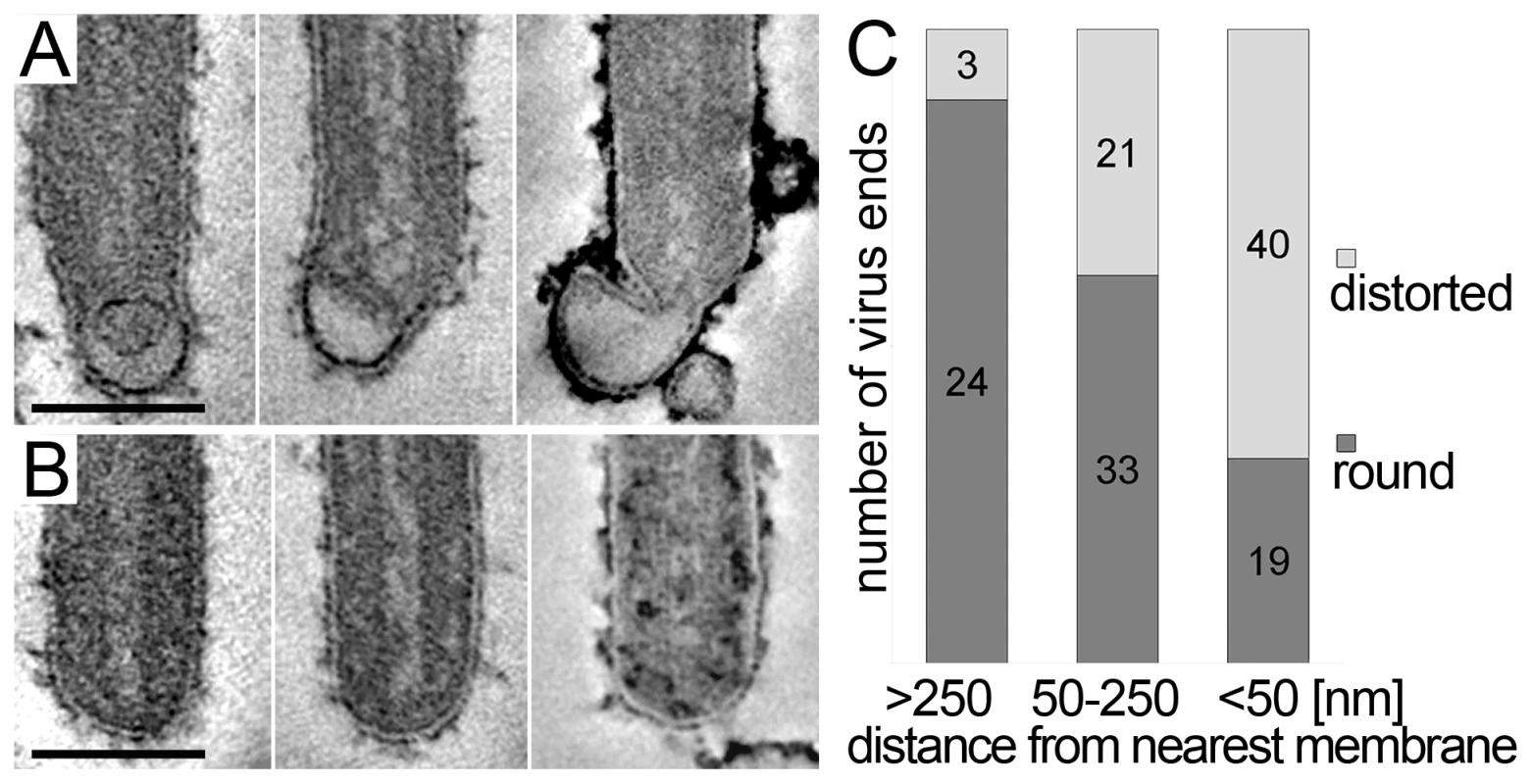 Membrane distortions are found at the rear end of filamentous MARV particles.