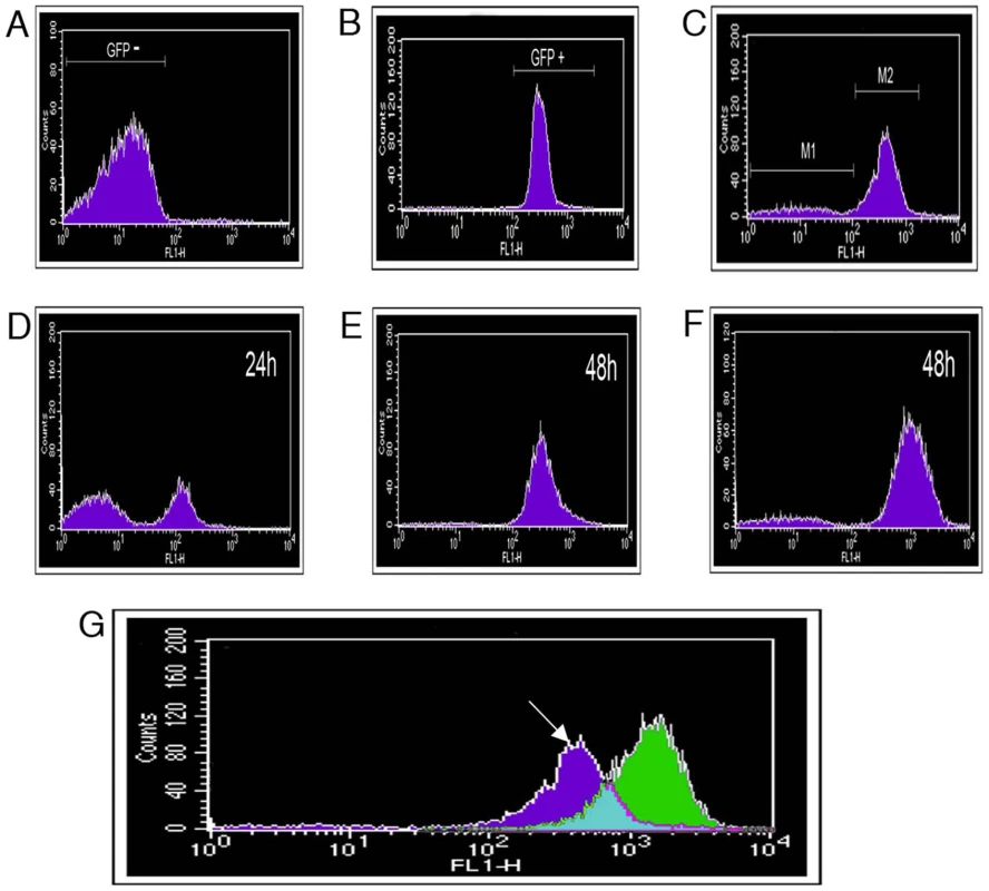 Fluorescence-activated cell sorting (FACS) separation of <i>P. syringae</i> pv. <i>phaseolicola</i> cells based on fluorescent protein expression.