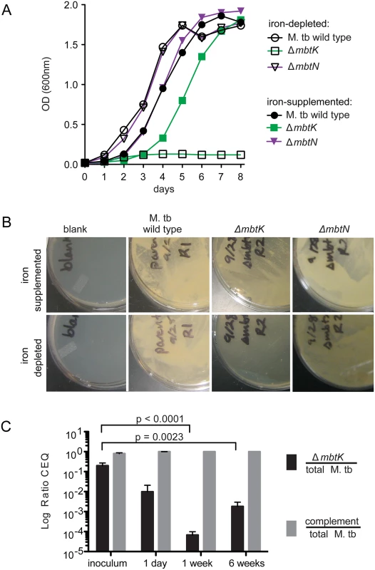 <i>mbtK</i> is required for growth during iron-starvation and early virulence <i>in vivo</i>.