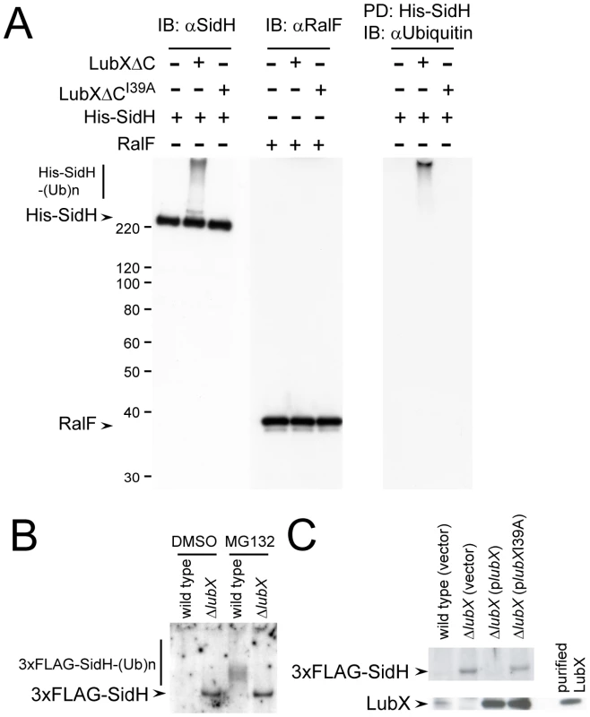 LubX promotes ubiquitination of SidH <i>in vitro</i> and within host cell.