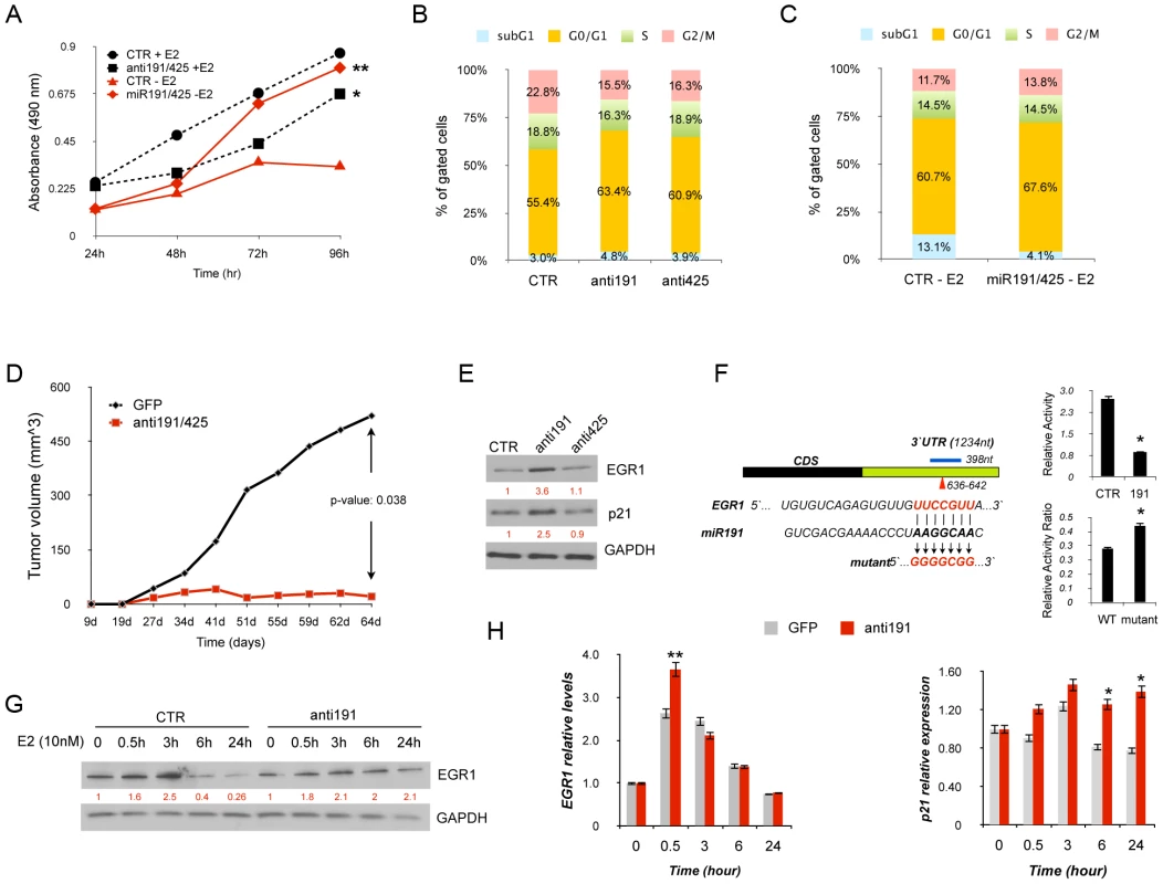 miR-191/425 cluster effects in ERα-positive breast cancer cells.