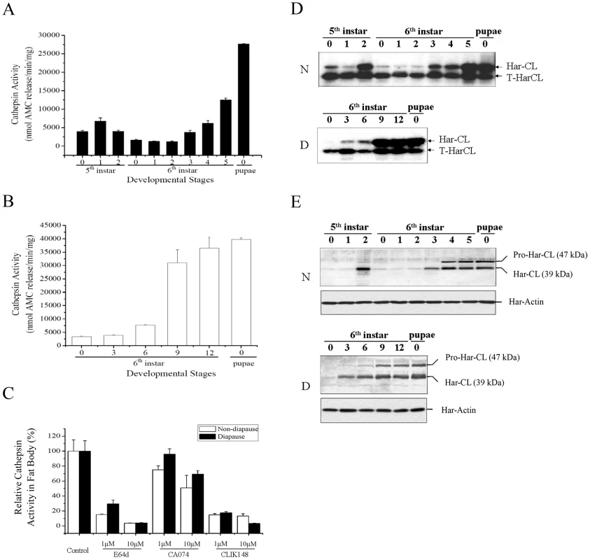 Developmental changes of <i>Helicoverpa armigera</i> cathepsin L (Har-CL) proteolytic activity, mRNA, and protein in fat body.