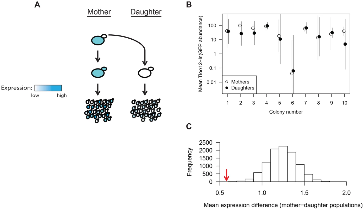 <i>TLO</i> expression state is heritable.