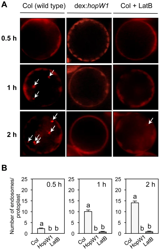 Endocytosis inhibition by HopW1 in Arabidopsis.