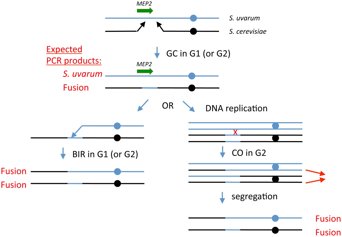 Model for generation of <i>MEP2</i> gene fusion rearrangements found evolved hybrids.