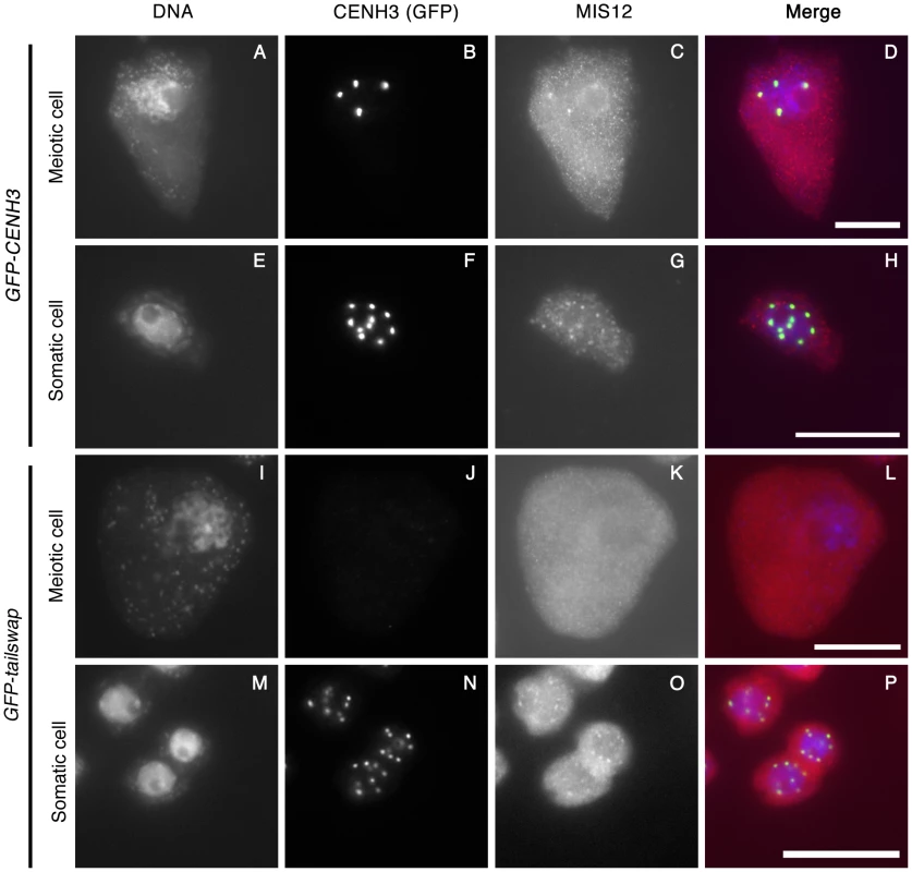 Depletion of GFP-tailswap protein from meiotic kinetochores causes removal of MIS12.