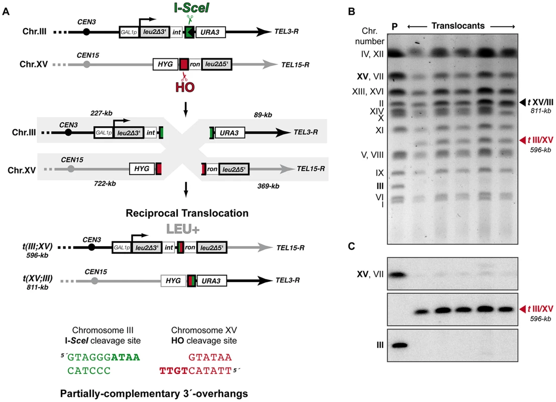 Intron-based assay to detect NHEJ-mediated chromosomal translocations in yeast.