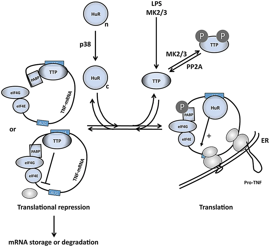 A comprehensive model of the regulation of TNF mRNA and TNF release by p38 and MK2/3.
