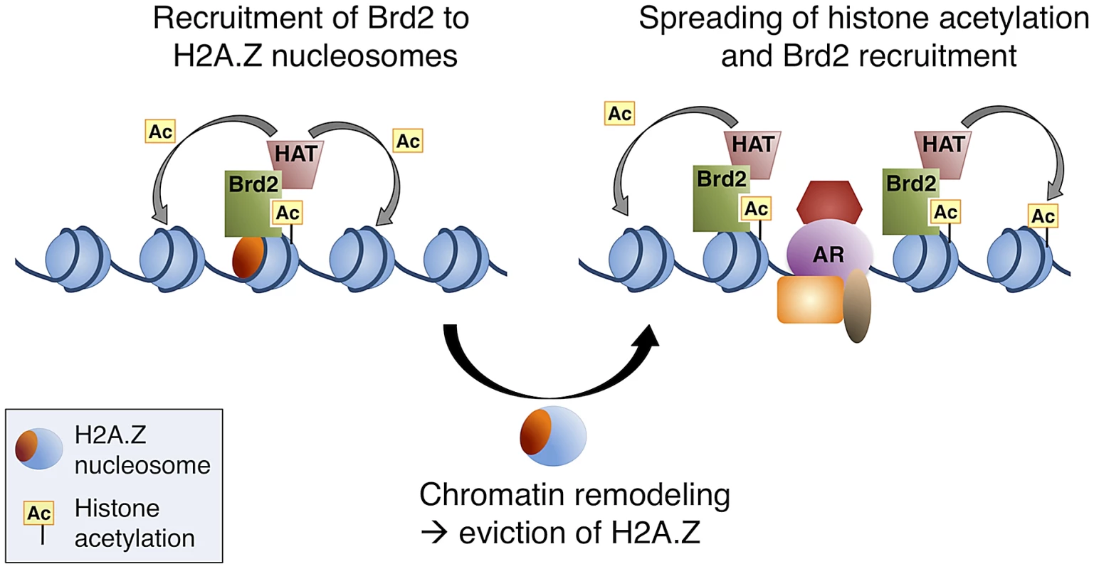 A model of Brd2 recruitment to AR–regulated genes.