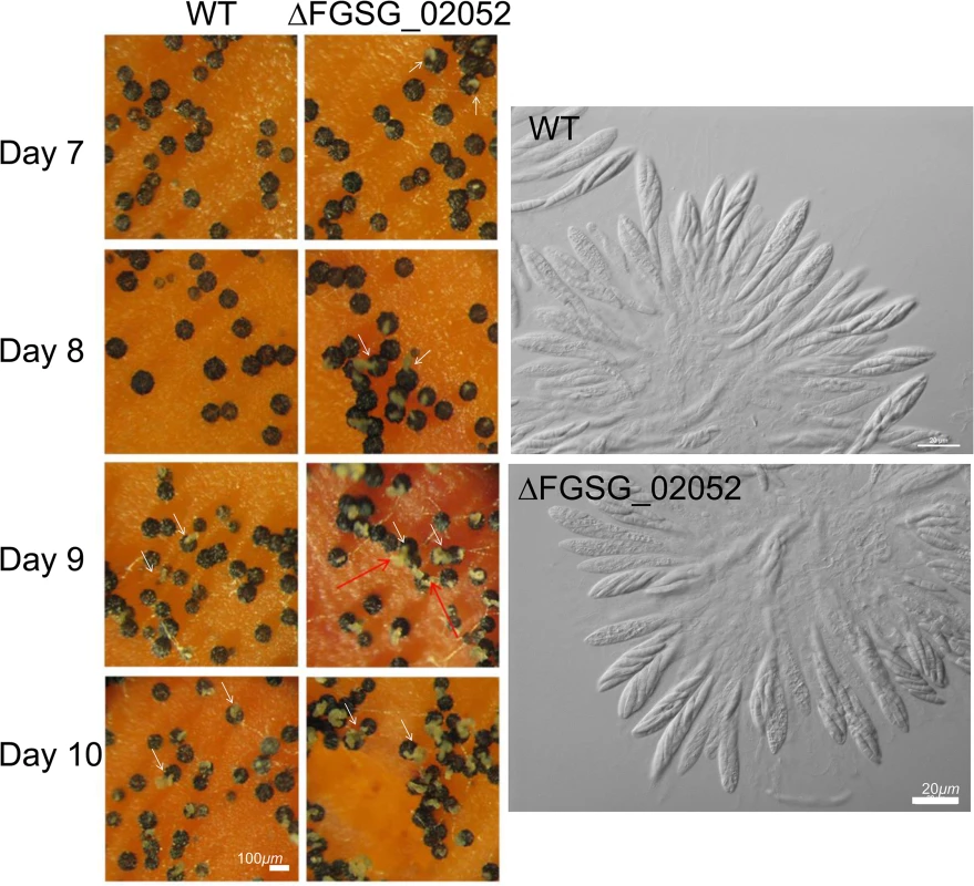 Formation of perithecia (left panels) and the morphology of asci and ascospores within a perithecium in the <i>F</i>. <i>graminearum</i> deleted for FGSG_02052 (ΔFGSG_02052) grown on carrot agar.