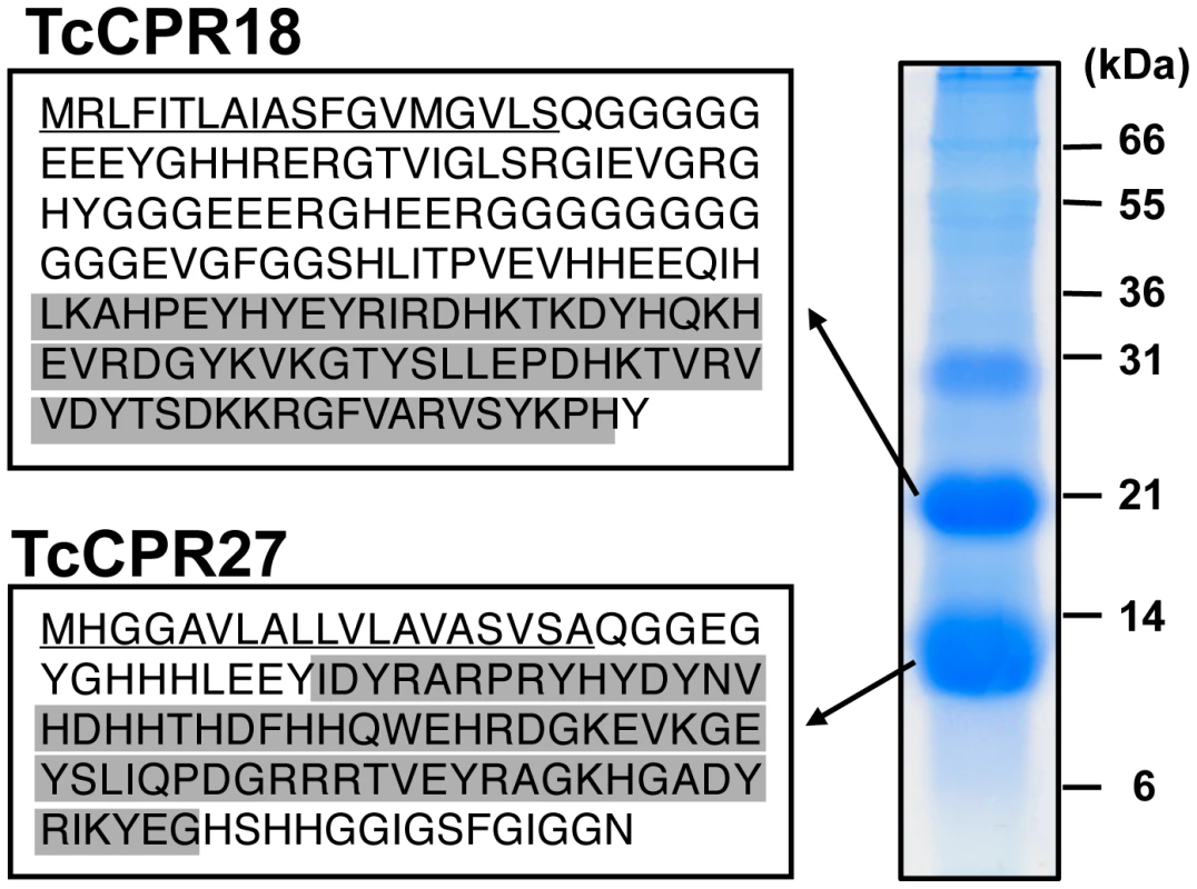 Identification of two major elytral cuticle proteins from <i>T. castaneum</i>.