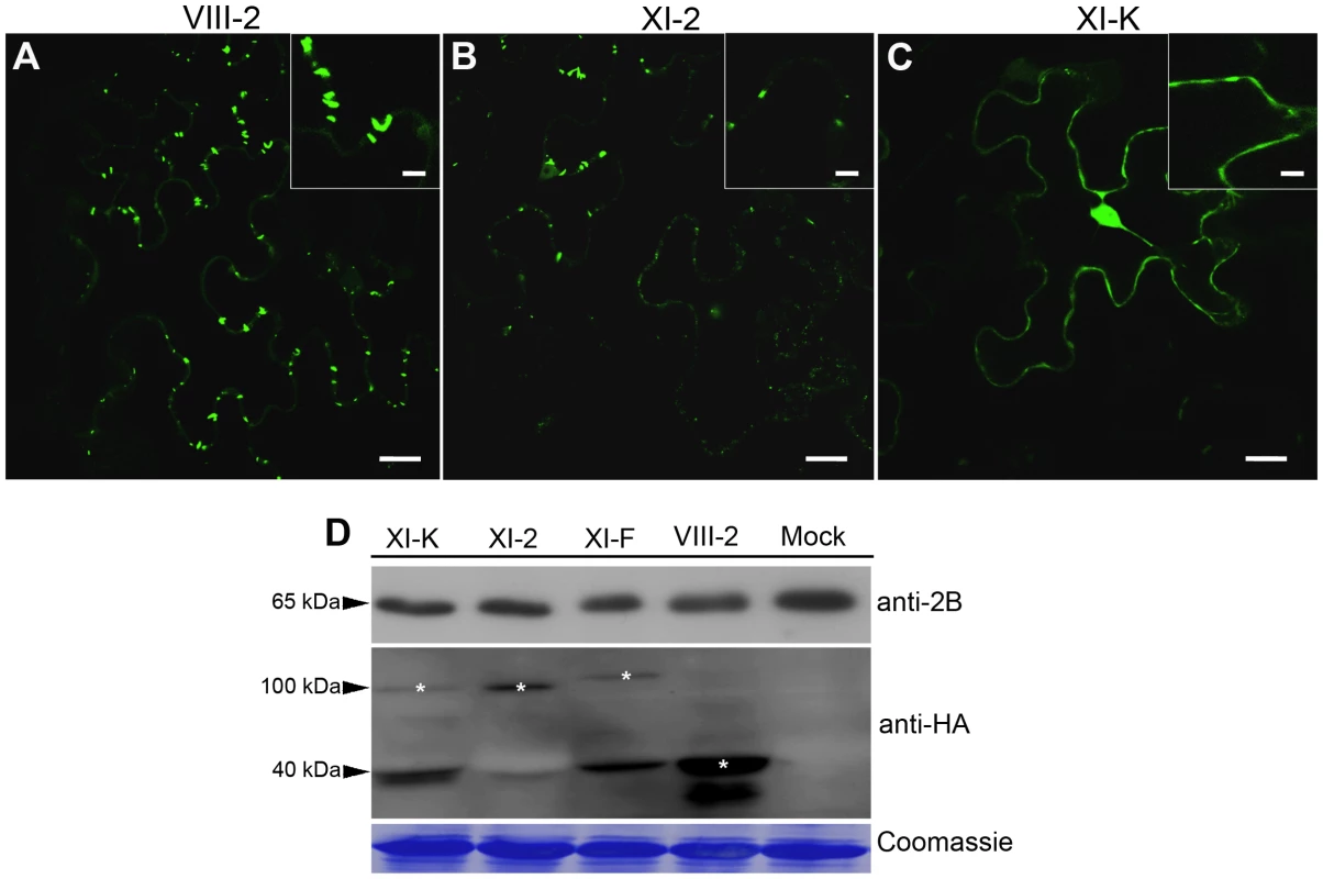 Transient expression of the myosin XI-K tail disrupts formation of the PD-associated tubules by the GFLV movement protein GFP:2B.